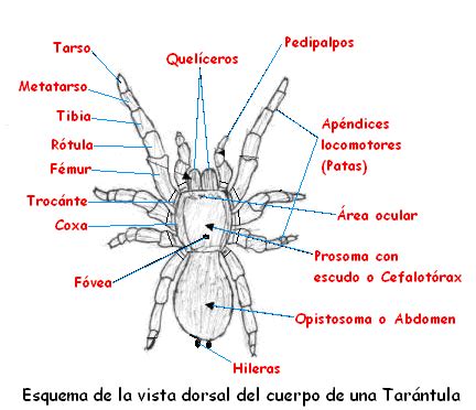  ¡El Bailarín de la Sombra: un Arachnida que te sorprenderá con su ingenio!