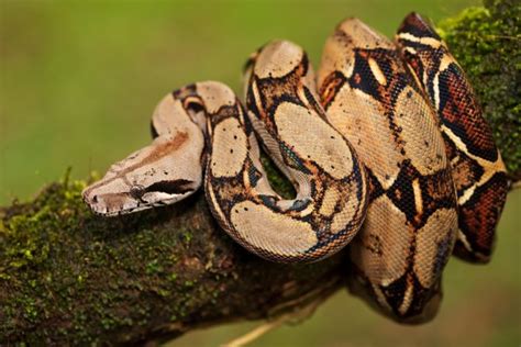  Boa Constrictor: ¡El Rey Silencioso del Bosque Tropical que Enrolla sus Presas en un Abrazo Mortal!