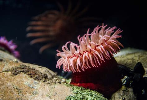  Urticina: ¡Descubriendo el encanto de la anémona de la marea roja con un toque gelatinoso!