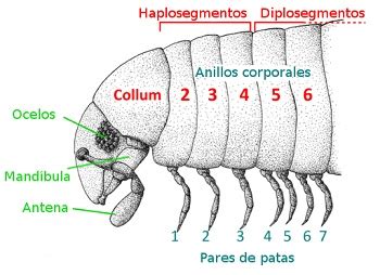  Violesta! Un Diplopodo Con Segmentos Violetaza Que Se Desliza Por la Tierra