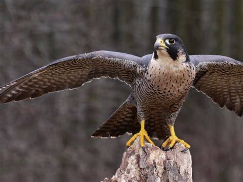  ¿Un Ave Extraordinaria Con Alas Que Susurran Secretos Del Bosque? Descubre el Fascinante Mundo del Falcón Peregrino