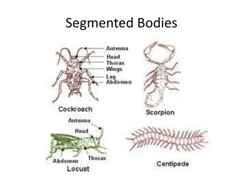  Branquiura! Descubra este fascinante animal que se desliza con un cuerpo segmentado y una armadura de placas protectoras