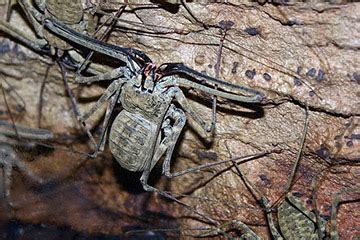  Diodón: ¡Conozca al aracnido nocturno con un apetito voraz que se camufla entre las hojas!