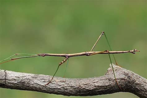  Ophistolamia: ¿Un Maestro del Camuflaje que Vive Bajo Nuestro Pies?