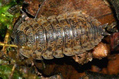  Trachelipus Rutilans: ¡Una Maravilla Artrópoda Que Brilla Como Un Rubí Bajo Las Hojas!