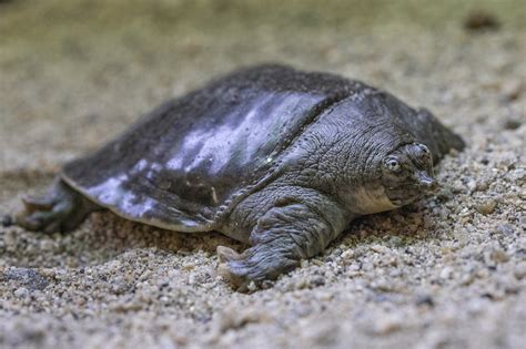  Arcella! Un Misterioso Habitante Acuático Con un Caparazón Deliciosamente Elaborado