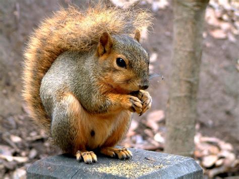  Ardilla: ¡Un Maestro de la Acrobacia Arbórea y el Cazador furtivo de Nueces!