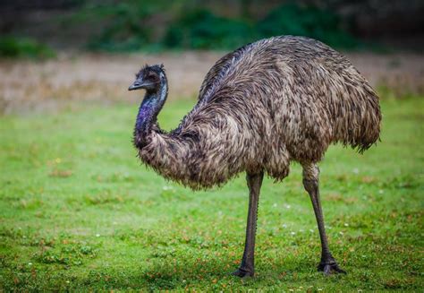  El Emu: ¡Un Gigante de las Llanuras Australianas que No Puede Volar Pero Correrá Círculos Alrededor de Cualquier Depredador!