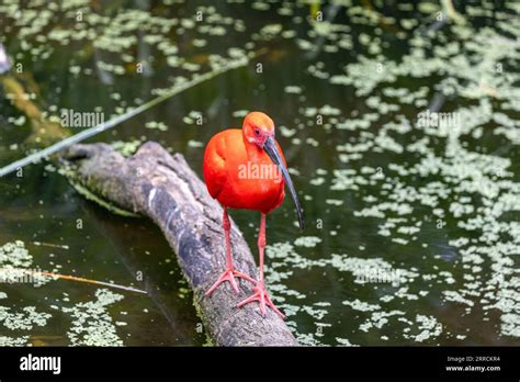 Ibis! Descubriendo al ave que se desplaza con elegancia y busca alimento en los humedales más vibrantes