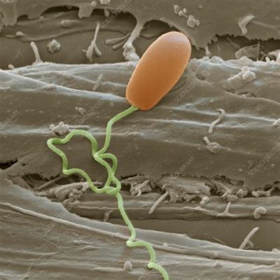  Microsporidium: ¡Un parasito microscópico que invade células como un intruso sigiloso!