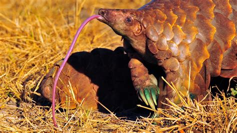  Pangolín: Un Maestro del Camuflaje que Respira con Su Lengua