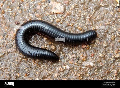  Zoothamnium: ¡Descubre el asombroso mundo de este gusano con patas que vive en tu jardín!